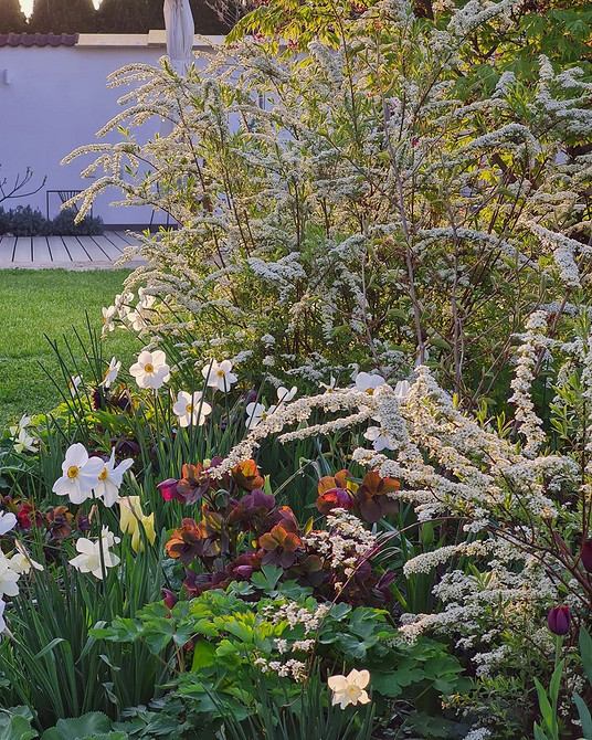 Tawuła w ogrodzie: jak stworzyć harmonijną przestrzeń w 2026 roku.