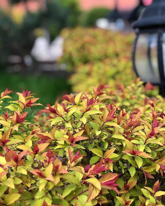 Sadzenie i pielęgnacja spirei: wybór miejsca, podlewanie, przycinanie i nawożenie.