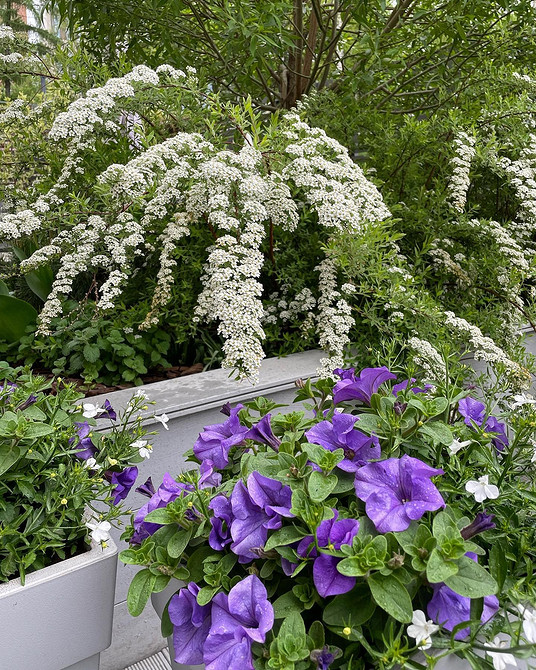 Nowoczesny ogród z tawułą: stylowe rozwiązania i kompozycje na 2026 rok.