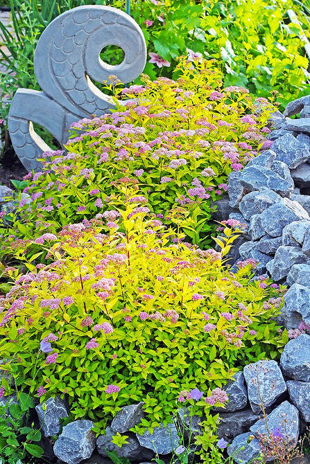 Tawuła jako tło dla kwiatów: eleganckie rozwiązanie do ogrodu w 2026