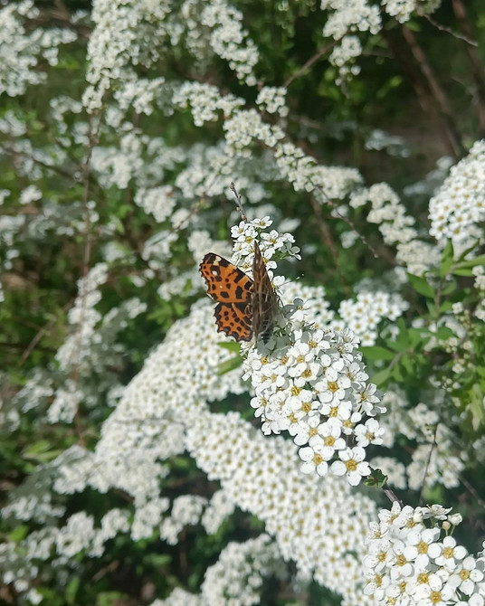 Efektowny krzew spirei z obfitym kwitnieniem w ogrodowym krajobrazie.