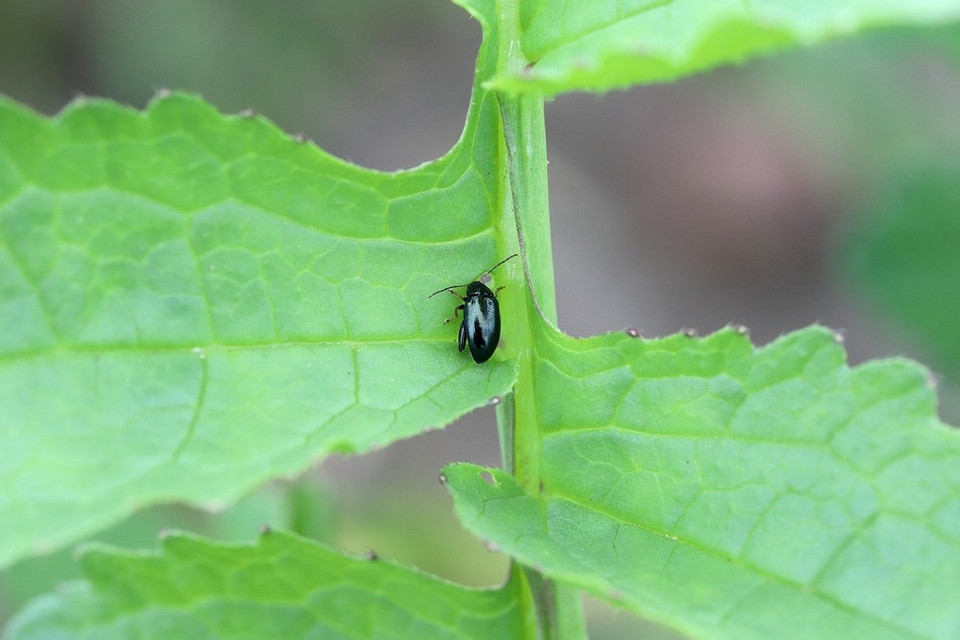 Naturalny pestycyd tytoniowy Kobieta aplikująca pył tytoniowy na rośliny jako naturalny insektycyd w swoim ogrodzie.