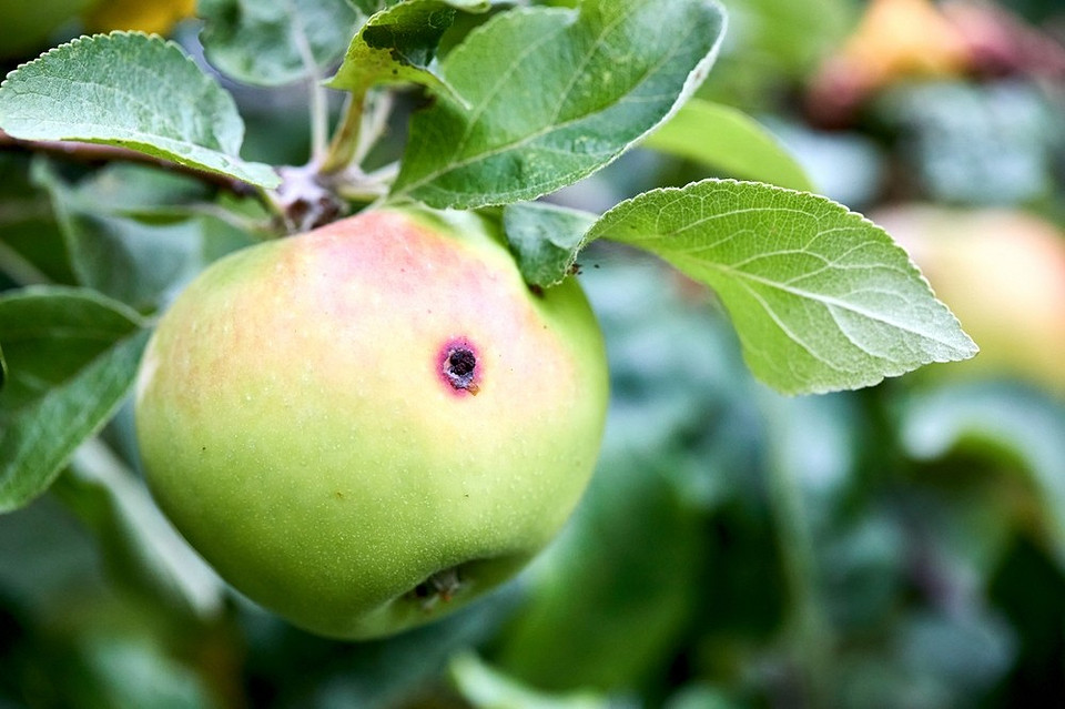 Detale naturalnego środka Detale pyłu tytoniowego jako naturalnego insektycydu na liściach rośliny w 2026 roku.