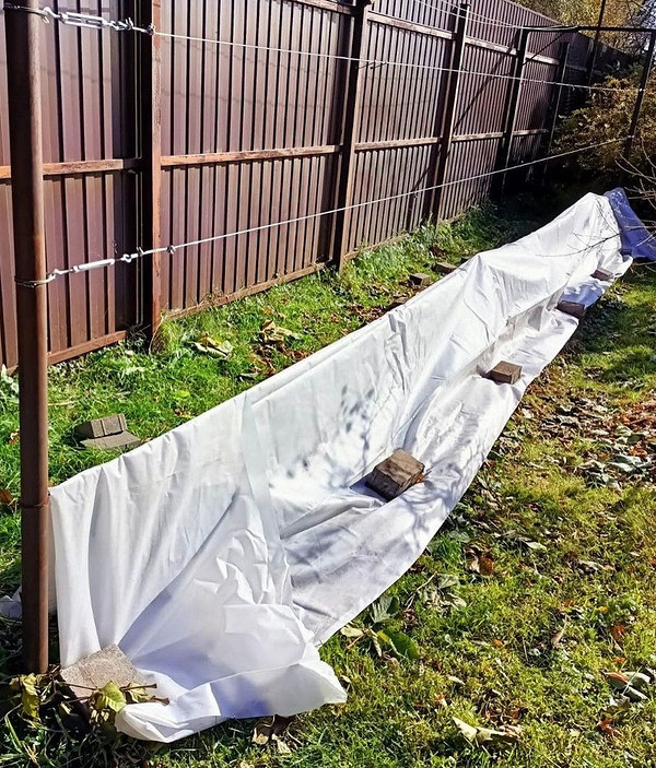 Zimowanie jeżyn Przygotowanie jeżyn do zimy: obcinanie, okrywanie i ochrona dla przetrwania i plonów.