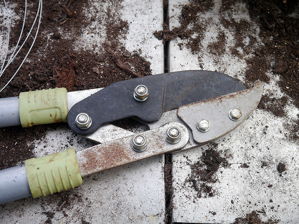 Jesienne przycinanie jeżyn bezkolcowych dla obfitych zbiorów w 2026 roku. Ochrona przed chorobami i formowanie krzewu.