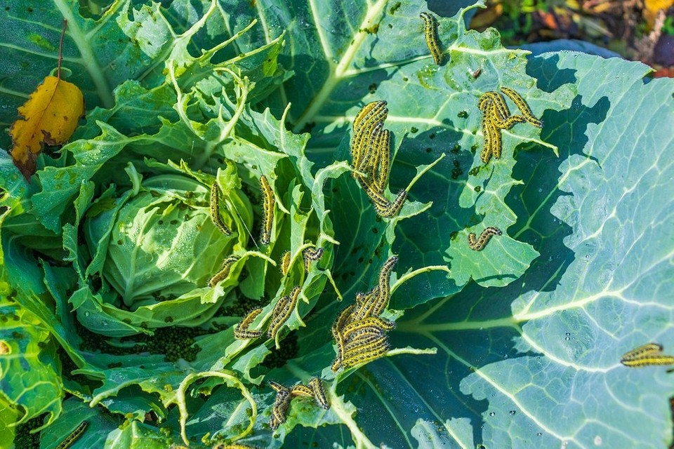 Wykorzystanie octu w ochronie kapusty: porady i wskazówki dla ogrodników na zdrowe plony.