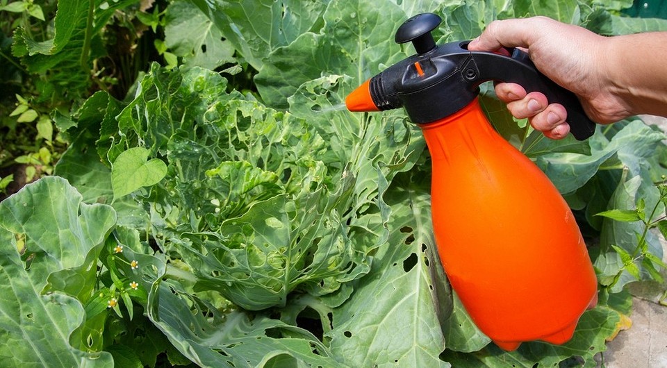 Ochrona kapusty octem: ekologiczna metoda zwalczania szkodników. Zdrowa kapusta w 2026 roku.