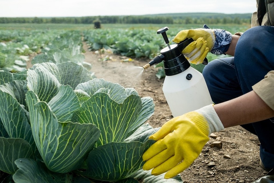 Podlewanie kapusty roztworem octu: skuteczna ochrona przed gąsienicami i innymi szkodnikami w uprawie.