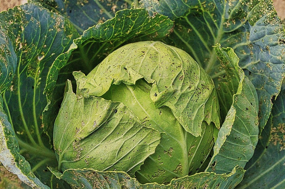 Jak stosować ocet na kapustę? Instrukcja krok po kroku dla efektywnej ochrony przed szkodnikami.