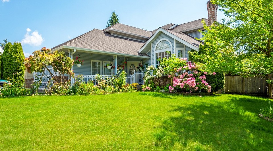 Wysokie krzewy ozdobne do ogrodu w 2026: idealny wybór do aranżacji krajobrazu.