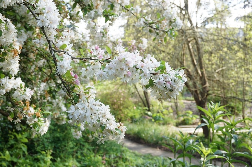 Wysokie krzewy ozdobne jako żywopłot: stylowy i funkcjonalny element w Twoim ogrodzie.