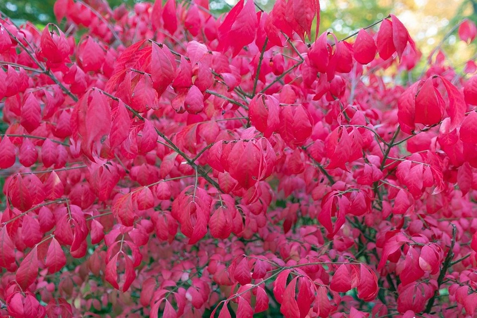 Najlepsze wysokie krzewy ozdobne, niewymagające szczególnej pielęgnacji, idealne do każdego ogrodu.