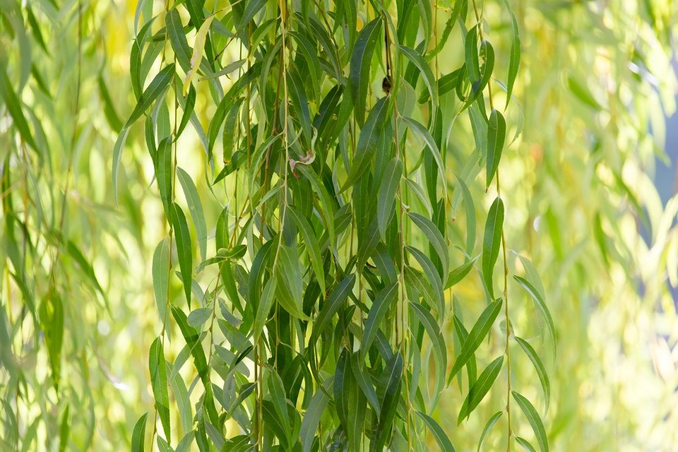 Wysokie krzewy ozdobne: 10 roślin, które upiększą każdy ogród w 2026 roku.