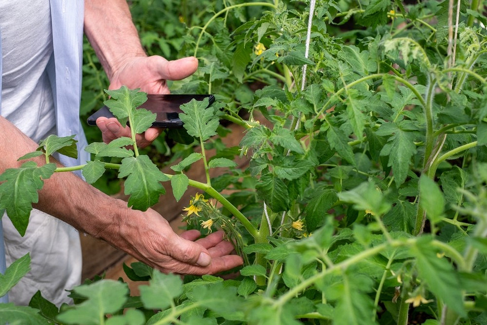 Podlewanie pomidorów w szklarni Właściwe nawadnianie pomidorów w szklarni kluczowe dla zdrowego wzrostu i owocowania.