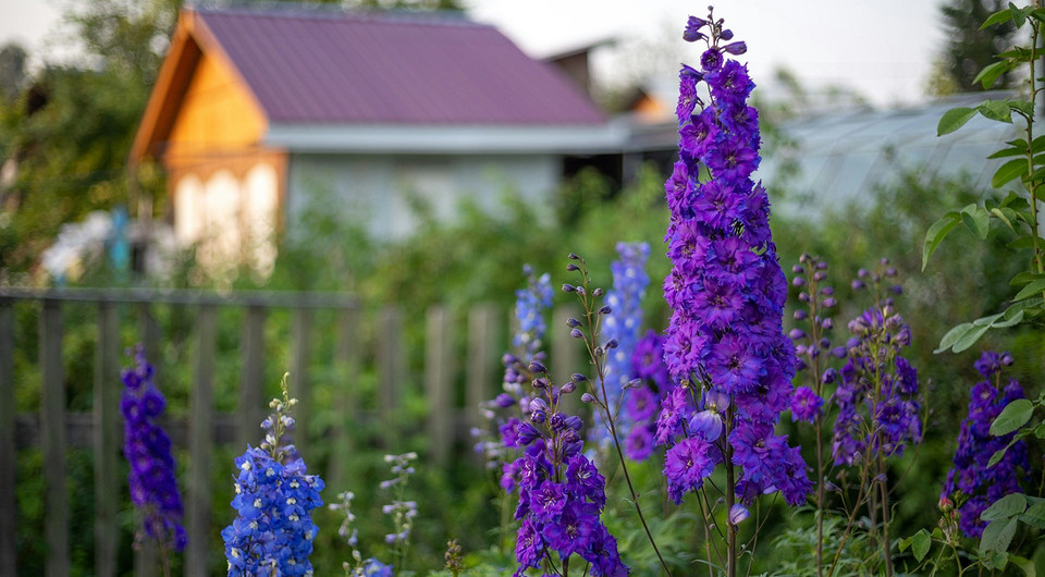 Różnorodne letnie kwiaty w ogrodzie, idealne do sadzenia latem i odporne na suszę.
