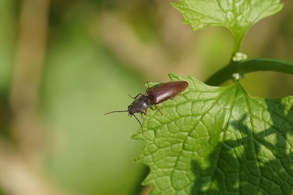 Uszkodzone ziemniaki przez drutowce, widoczne dziury i kanały w bulwach.