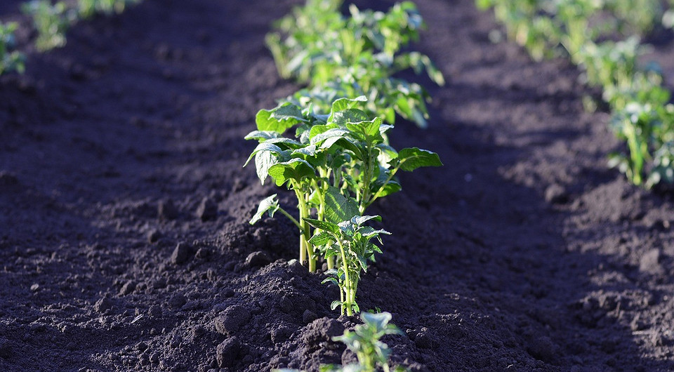 Ziemniaki uszkodzone przez drutowce: metody zwalczania szkodnika w uprawach warzywnych.