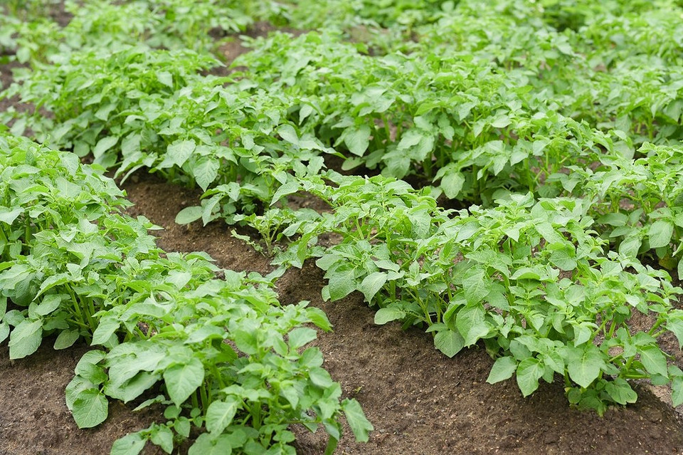 Zdrowe i dorodne ziemniaki po zastosowaniu skutecznych metod zwalczania drutowców.