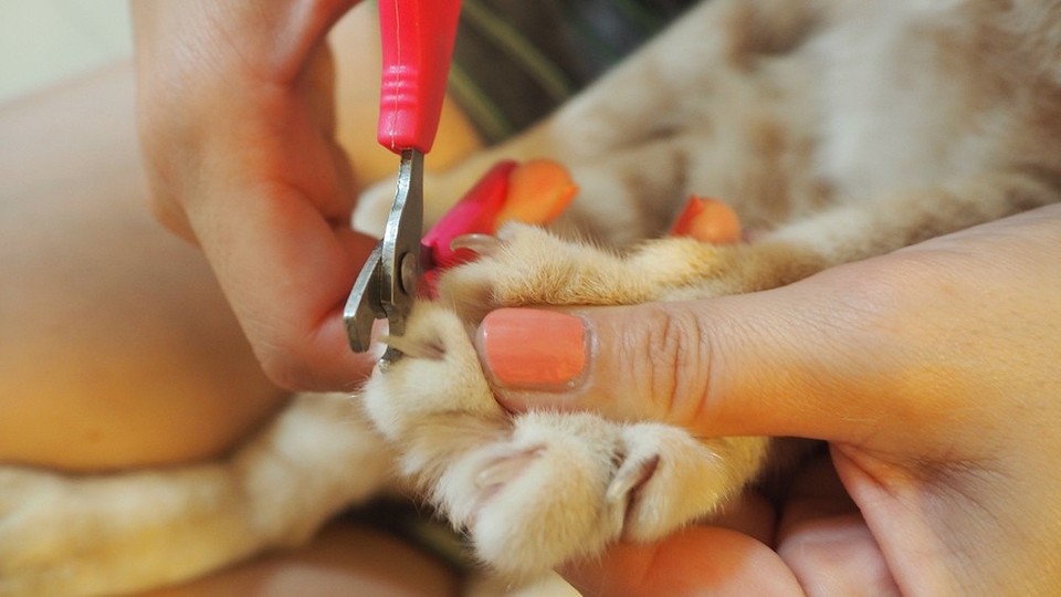 Triki na drapanie tapet Oduczanie kota drapania: porady i triki na ochronę tapet w domu z kotem.