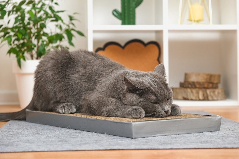 Stres a drapanie tapet Stres u kota a drapanie: jak radzić sobie ze stresem i zapobiegać drapaniu tapet?