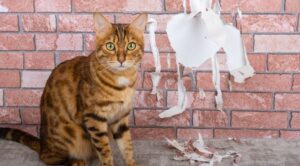 Dom w harmonii: Jak pogodzić design i kocie potrzeby (bez nerwów!) — Dlaczego kot drapie tapety