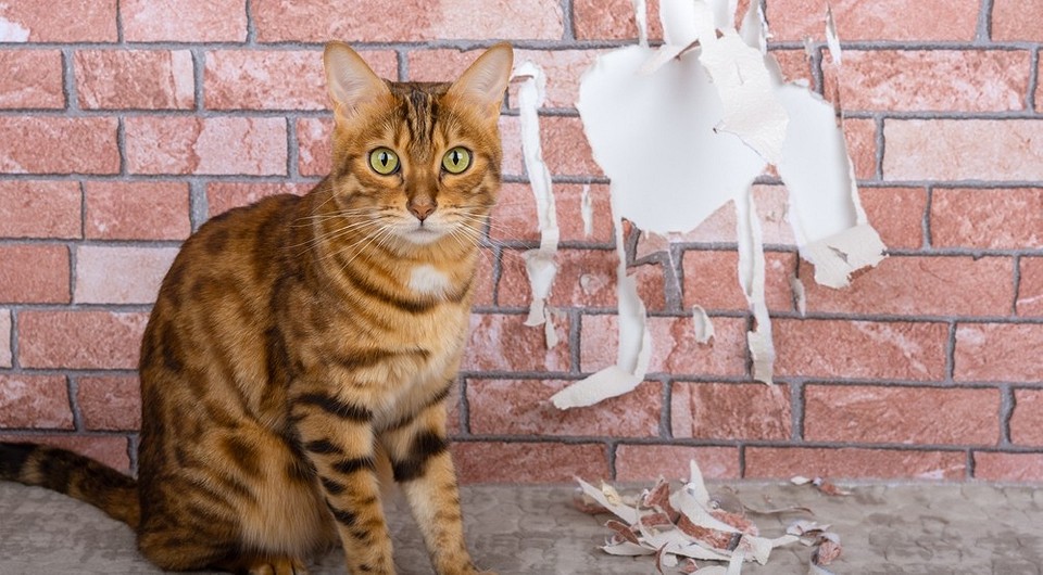 Ochrona ścian przed kotem Koty drapiące tapety: domowe sposoby na oduczanie i ochrona ścian przed zniszczeniem.