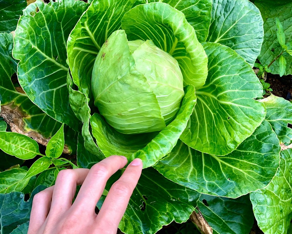 Uprawa kapusty w gruncie: nawadnianie, ochrona przed szkodnikami i optymalny zbiór w 2026