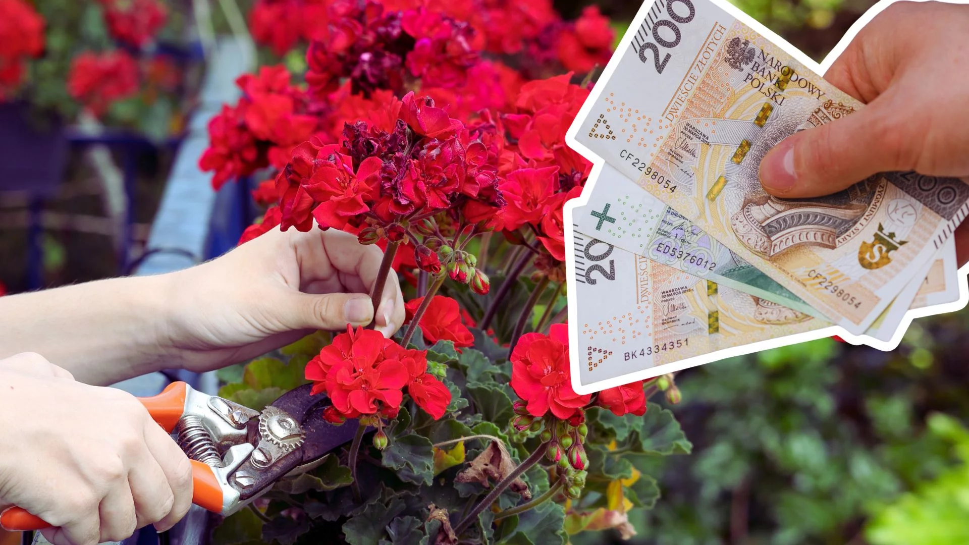 Kwiaty na Balkonie Pod Lupą: Czy Grożą Ci Mandaty?