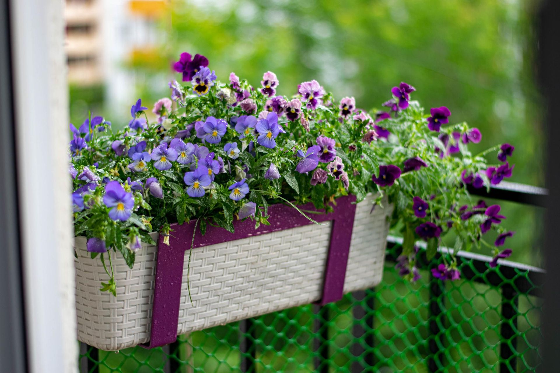 Kwiaty na Mały Balkon: Jak Wybrać Idealne Rośliny?