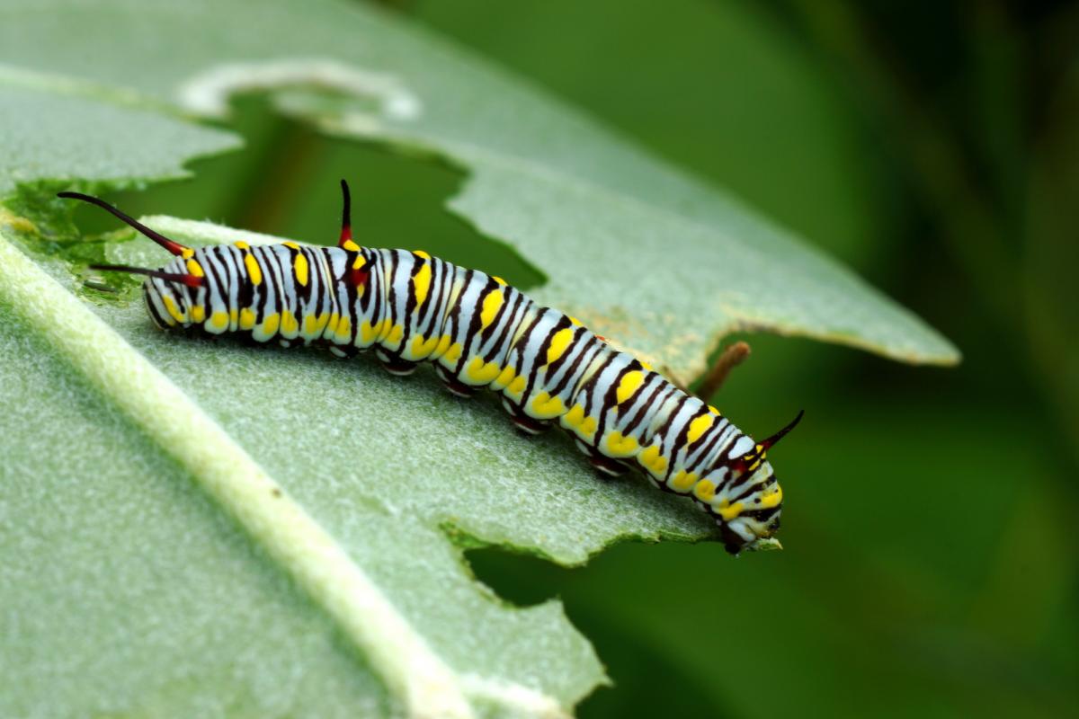 Dziurawe Liście Roślin Doniczkowych? Sprawdź Przyczyny i Zapobiegaj! - 6 - RoomNews Dziurawe Liście Roślin Doniczkowych? Sprawdź Przyczyny i Zapobiegaj!