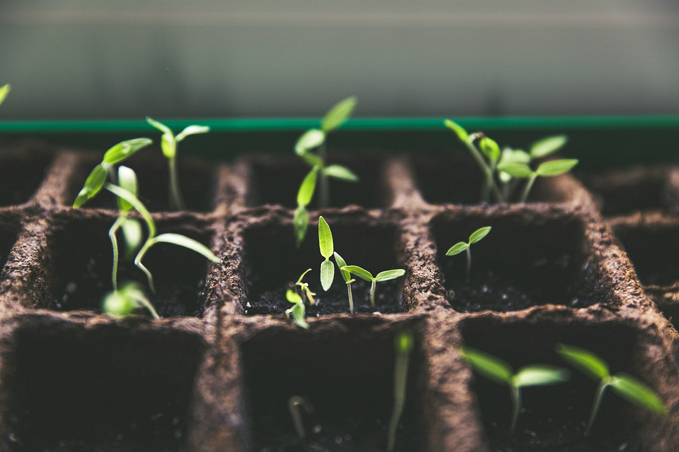 Młode aksamitki do przesadzania Zbliżenie na młode sadzonki aksamitek gotowe do przesadzania, z widocznymi korzeniami.