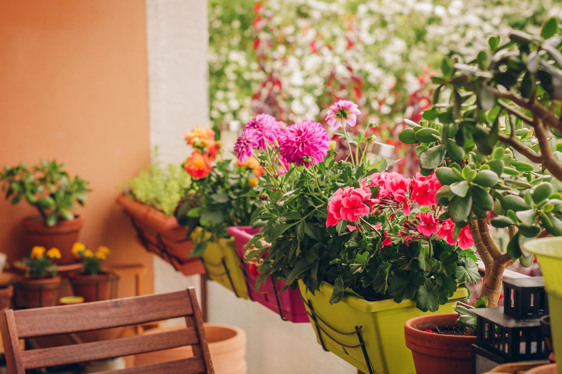 Przemień mały balkon w kwitnącą oazę: Polecane rośliny na wiosnę - 6 - RoomNews Przemień mały balkon w kwitnącą oazę: Polecane rośliny na wiosnę