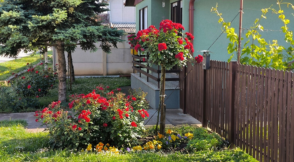 Róże w ogrodzie inspiracje Piękne róże w ogrodzie, inspirujące pomysły na projektowanie rabat z różami pnącymi.